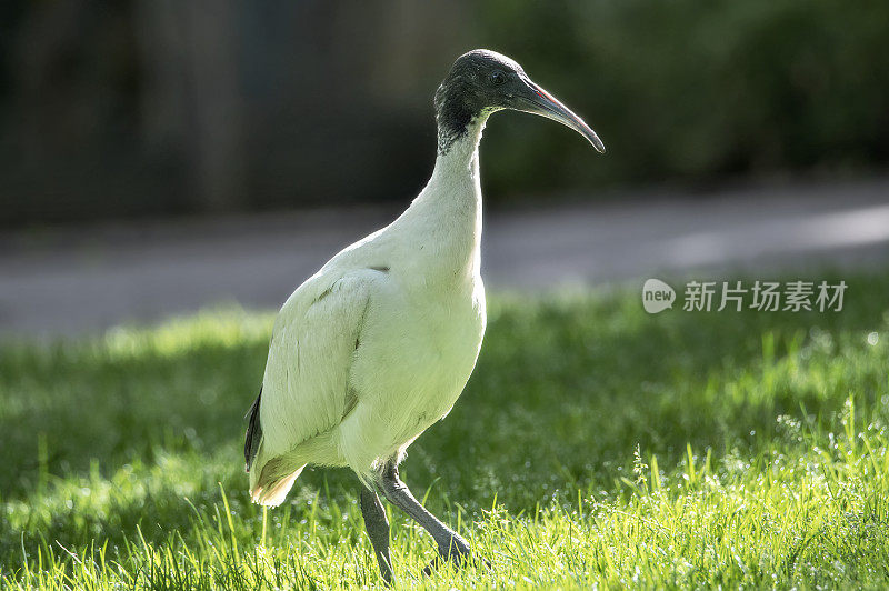 白色朱鹭(Threskiornis moluccus)